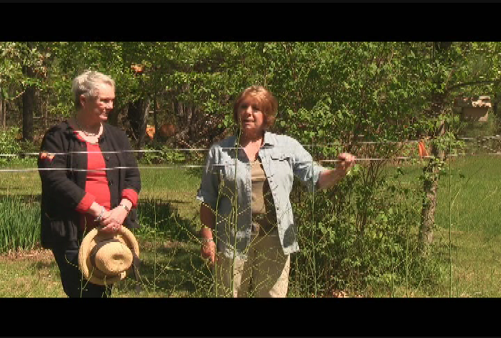 Beyond the Garden Gate - Spring or Veggie Garden