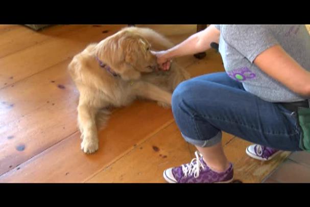 Thumbnail image for Doggy Dilemmas - episode 404